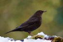 Blackbird