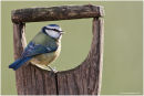Blue tit in spade handle