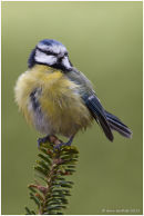 Blue tit