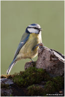 Blue tit poser