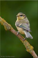 Juvenile blue tit