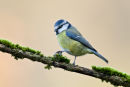 Blue tit