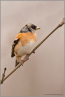 Brambling