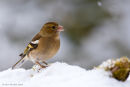 Chaffinch (female) in the snow