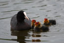 Coot with chicks