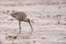 Curlew feeding