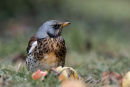 Fieldfare