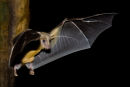 Fruit bat in flight