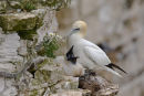Gannet with chick