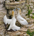 Gannet greeting