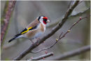 Goldfinch in woodland