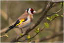 Goldfinch
