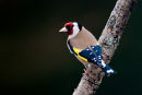 Goldfinch