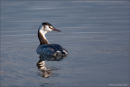 Great crested grebe