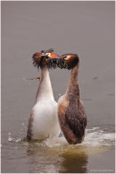 Great crested grebe courtship