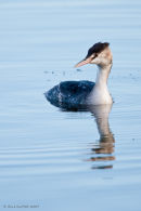 Great crested grebe