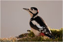 Great spotted woodpecker