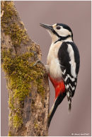 Great spotted woodpecker