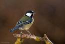 Great tit