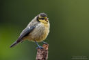 Juvenile blue tit