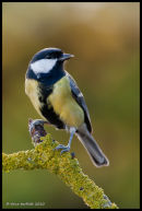 Great tit