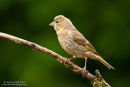 Juvenile greenfinch