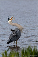 Grey heron