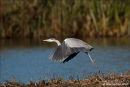 Grey heron take off