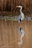 Grey heron