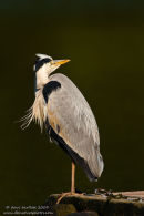 Grey heron