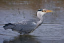 Grey heron with fish