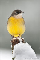 Grey wagtail