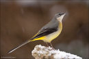 Grey wagtail perching