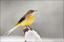 Grey wagtail in the snow