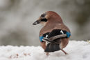 Jay in the snow