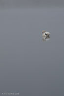 Mute swan in the mist