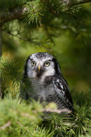 Northern hawk owl