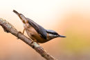 Nuthatch