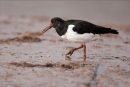 Oystercatcher