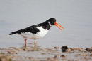 Oystercatcher