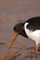 Oystercatcher with worm