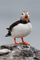 Puffin