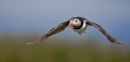 Puffin in flight