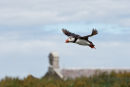 Puffin in flight