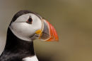 Puffin portrait