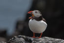 Puffin calling