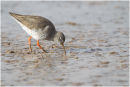 Redshank feeding