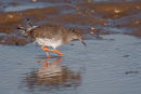 Redshank wading