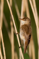 Reed warbler