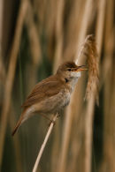 Reed warbler
